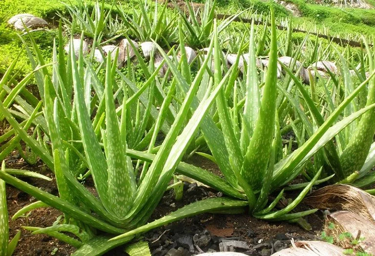 Nha đam hỗ trợ trị nhức răng sâu lỗ to hiệu quả