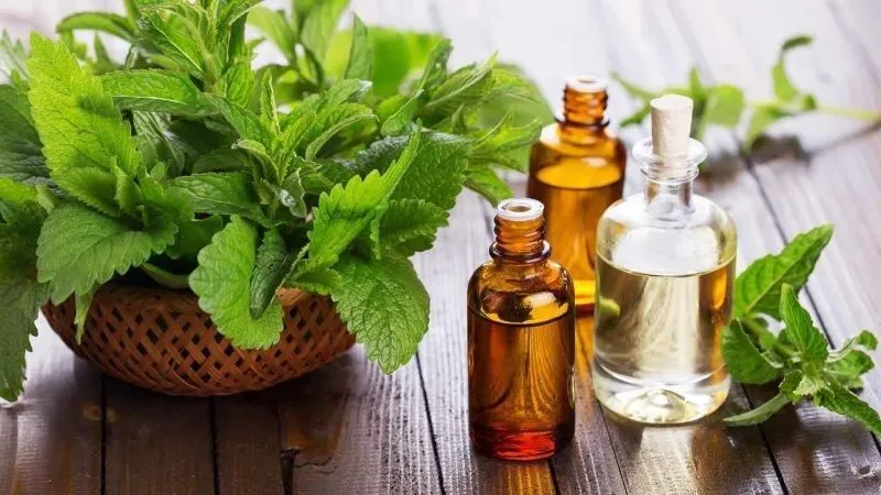 Sử dụng tinh dầu bạc hà massage