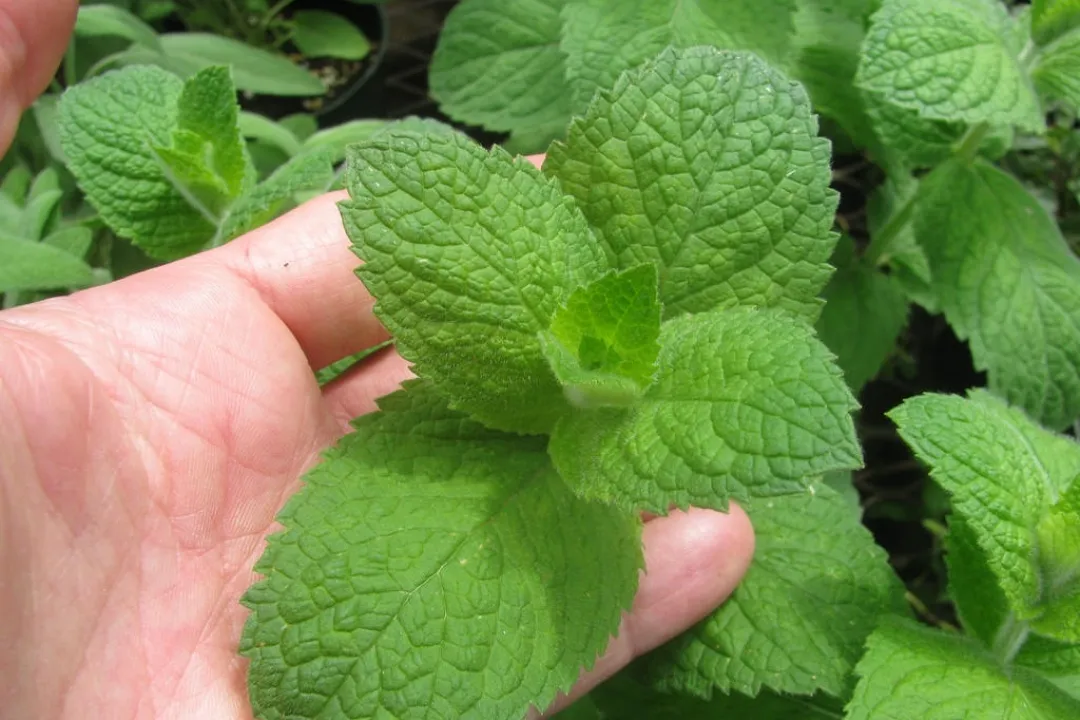 Một số thực phẩm có khả năng diệt khuẩn và khử mùi