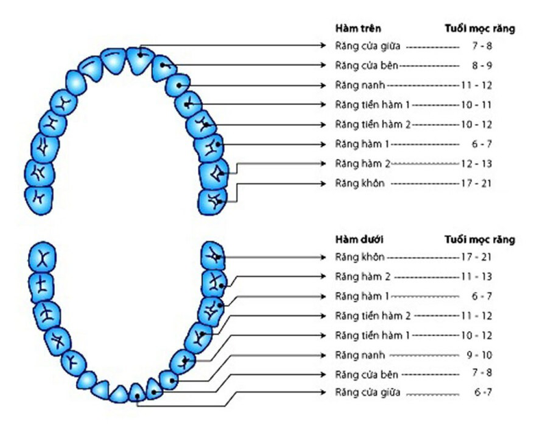 Chi tiết cách đọc vị trí răng trên cung hàm trên