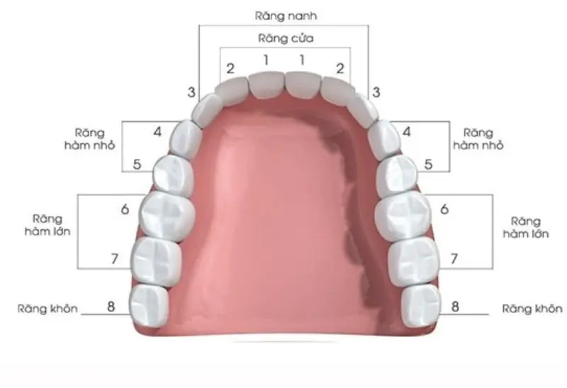 Hệ thống định danh vị trí răng trong nha khoa