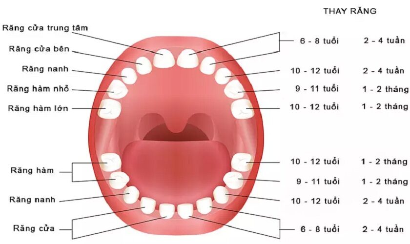 Cụm 4 răng cửa nằm ở vị trí nào trong hàm?