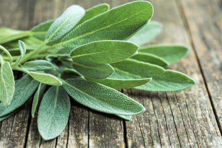 Cách chữa viêm lợi tại nhà nhanh nhất bằng nước xô thơm