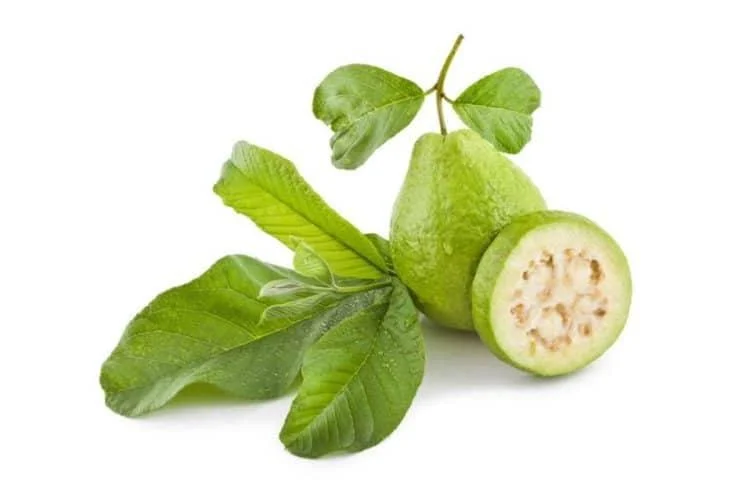 Súc miệng bằng nước lá ổi để giảm viêm lợi tại nhà