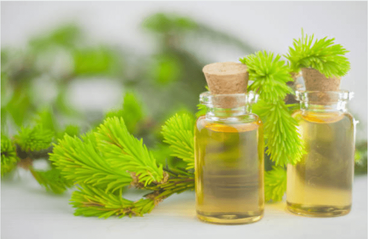 Cách chữa viêm lợi tại nhà hiệu quả bằng tinh dầu tràm trà