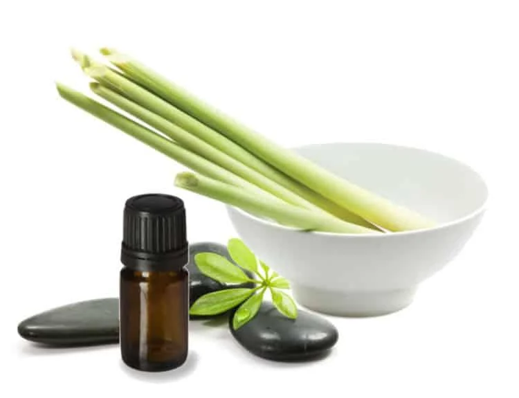 Cách chữa viêm lợi tại nhà nhanh nhất bằng tinh dầu sả