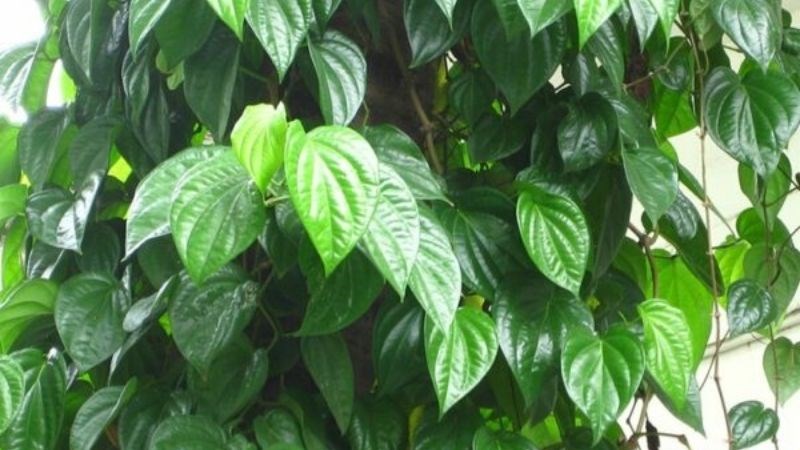 Cách chữa trị viêm lợi tại nhà hiệu quả với lá trầu không