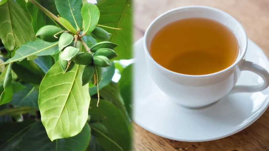 Ngậm nước lá bàng và súc miệng phần răng bị sâu