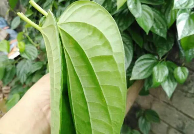 Cách lấp lỗ sâu răng tại nhà bằng lá trầu không