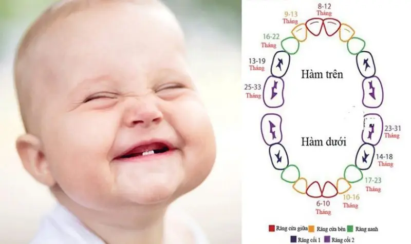 1 người có bao nhiêu cái răng