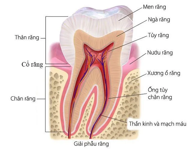 các răng