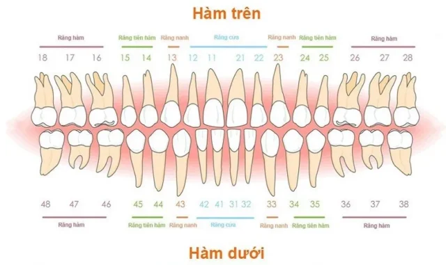 các loại hàm răng